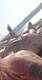 Sole